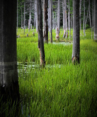 Trees in the swamp