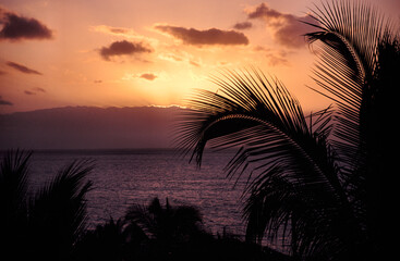 Obraz premium palm trees at sunset