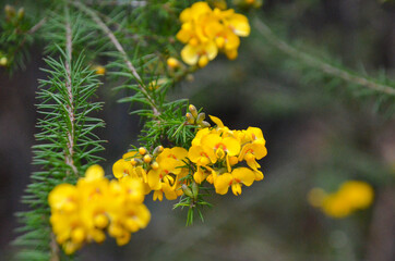 Sydney Blue Mountains Landscapes