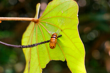 Insect pupae image green leaf