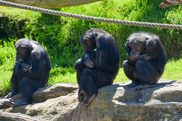 Monkeys at Zoo