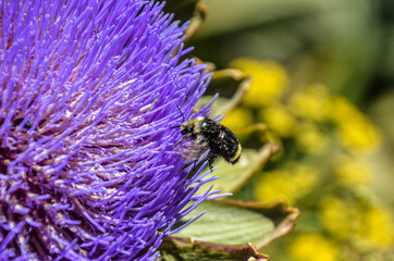 Macro Pictures