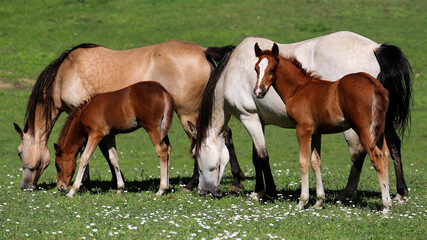 mare and foal in pasture
