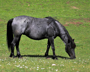 Mustang in the meadow