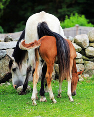 horse and foal