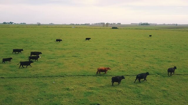 An aerial view of the cows running on the grassy field in HD