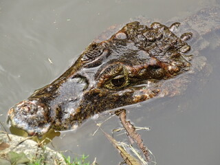 crocodile looks at you