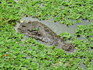alligator in the grass
