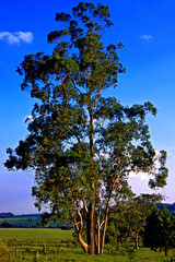 Arvore Sibipiruna ( Caesalpinia peltophoroides) no campo Sao Paulo.