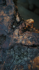 Texture brown teak and black burned