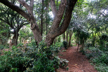 Tronco de arvore. Sao Paulo. Brasil