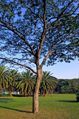Arvores no  Parque do Ibirapuera. Sao Paulo. Brasil