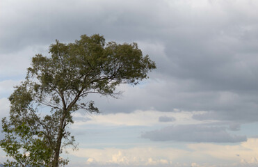 Obraz premium Lluvia