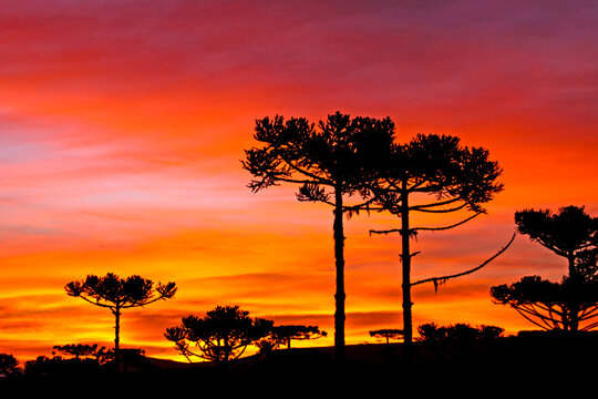 Arvore araucaria ( Arauc&aacute;ria angustifolia) ao por-do-sol. Sao Jose dos Ausentes. Rio Grande do Sul. Brasil