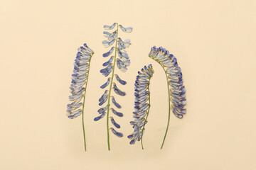 Pressed dried flowers on beige background. Beautiful herbarium