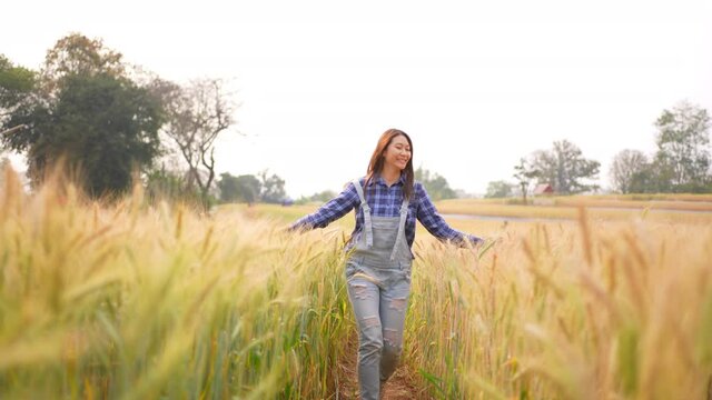 Asian woman farmer using hand stroking wheat rice plant leaves while walking in wheat field farmland. Female farm worker working in rice farm. Agriculture industry and harvest crop plant concept.