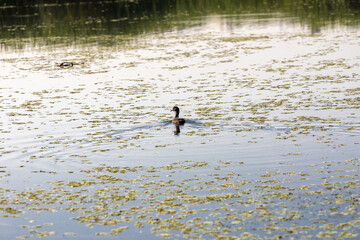 Wild ducks flew to the city pond