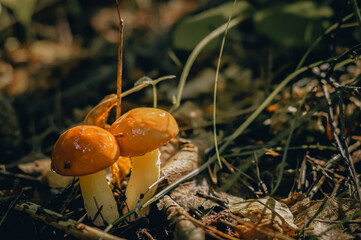Young autumn mushrooms in a pine forest. Close-up, evening, the light of the setting sun.