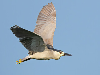 Black-crowned Night Heron in Flight