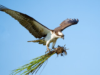 Osprey in Flight Carrying Marsh Grass