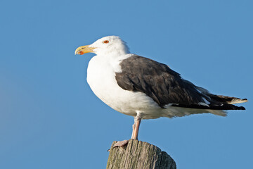 Herring Gull Standing on a Piling