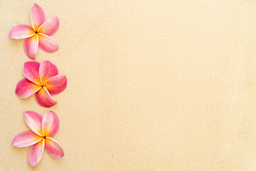 Blossom pink plumeria or frangipani flower on sand beach background. Copy space.