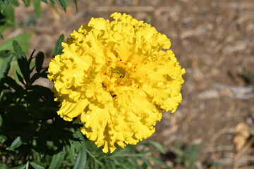 Marigold flowers or Velvets or Marigolds (Latin. Tagetes) after rain in a summer garden 