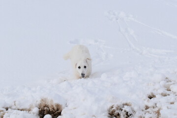 Chein des Pyr&eacute;n&eacute;es