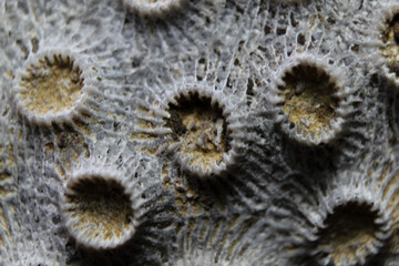 Close up of sea coral  © Lena