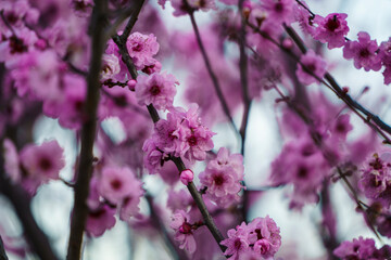 Cherry blossoms in bloom