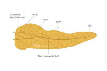Pancreas anatomy vector. Digestive organ vector. Medical education.