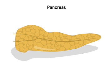 Pancreas on white background vector. Digestive organ vector. Medical education.