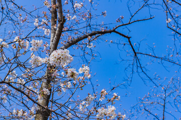 Obraz premium 咲き始めた桜