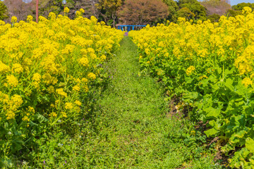 Obraz premium 菜の花畑