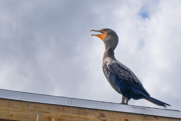 A double-crested cormorant stands on a roof and admires the scenery in Everglades National Park, Florida, on a cloudy day.