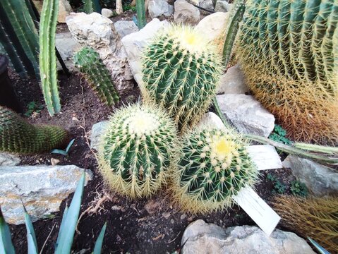 Golden barrel castus cluster with sharp yellow spines in a botanical greenhouse.