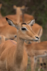 Close up shot of an Impala in Africa