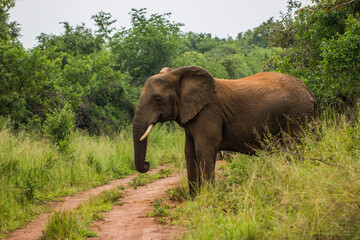 A close up shot of an elephant on a path in grass on the African plains