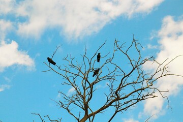 Three crows on the branches of an old withered tree 