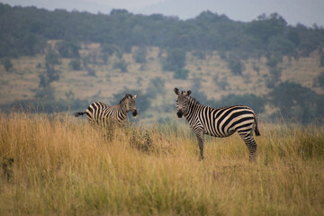 A wide shot of wild Zebra in grass in Rwanda, Africa