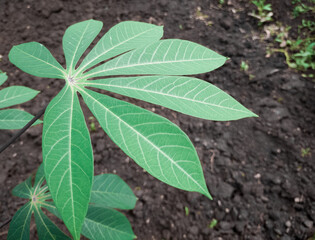 plants in the garden