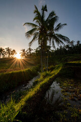 Obraz premium The scenery in the rice fields with the sunrise background