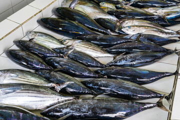 Whole fresh tuna fish in local fish market.
