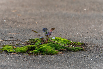 Grass and moss sprouted through the asphalt. Environmental protection concept. Selective focus. Copy space.