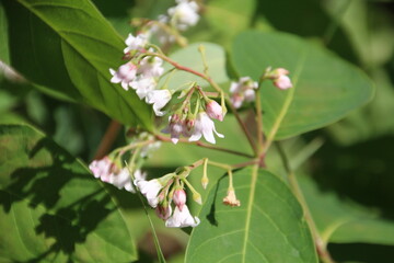 Summer Blooms, Gold Bar Park, Edmonton, Alberta