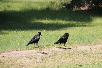 Crows On The Grass, Gold Bar Park, Edmonton, Alberta