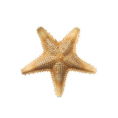 Beautiful sea star isolated on white. Beach object