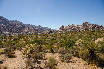 Joshua Tree