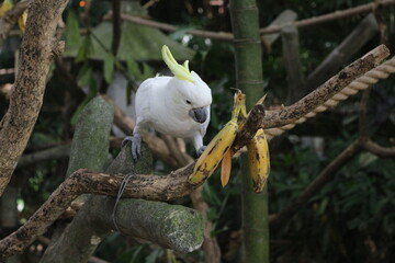 white parrot on tree