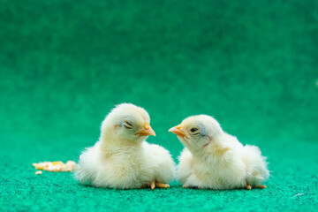 The yellow serama chicks on a artificial grass background.